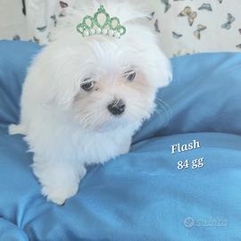 Maltese cucciolo