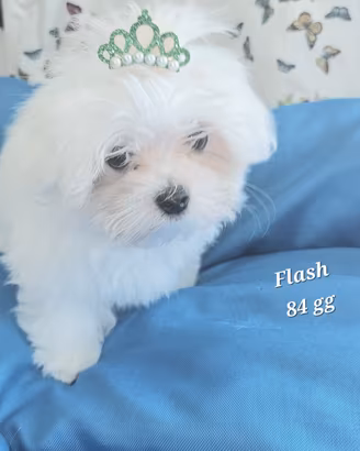 Maltese cucciolo