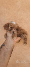 maltipoo teacup 