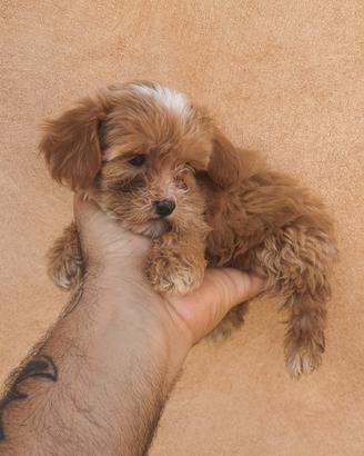 maltipoo teacup 