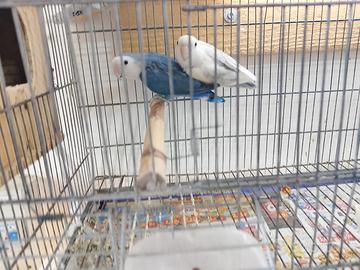 Inseparabili