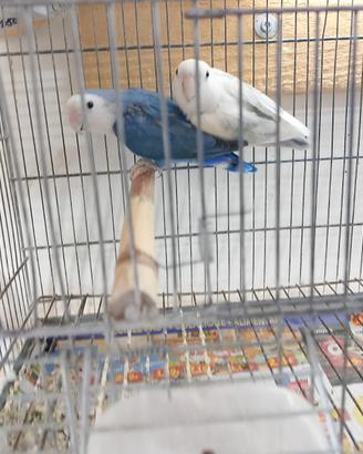 Inseparabili