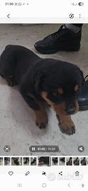 Cucciola rottweller