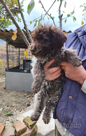 Cucciola lagotto