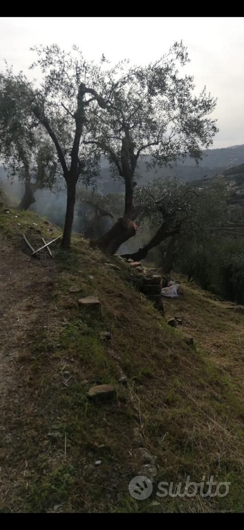 Terreno con ulivi - Vista 4