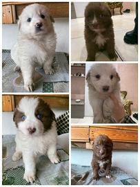Cuccioli taglia media JW