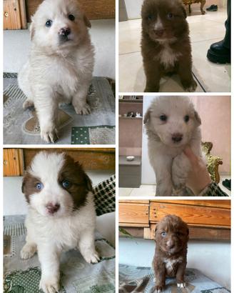 Cuccioli taglia media JW