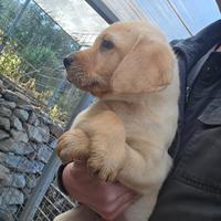 Ultima cucciola di labrador