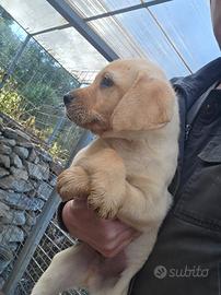 Ultima cucciola di labrador