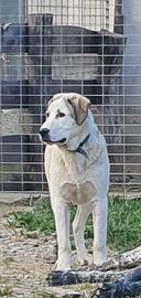 Cane in pastore dell'Asia centrale