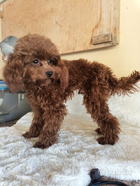 Cucciolo di barboncino