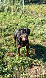 Cucciolone di rottweiler maschio