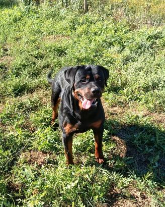 Cucciolone di rottweiler maschio