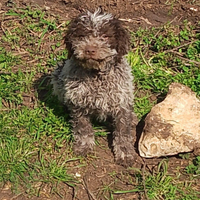 Lagotto romagnolo