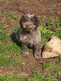 Lagotto romagnolo