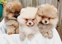 cuccioli-spitz-pomerania-m-e-f
