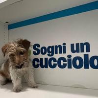 Jack Russel zampa corta disponibili subito