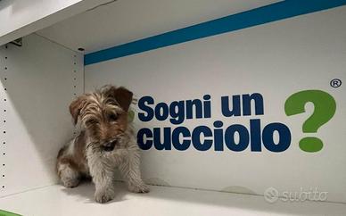 Jack Russel zampa corta disponibili subito