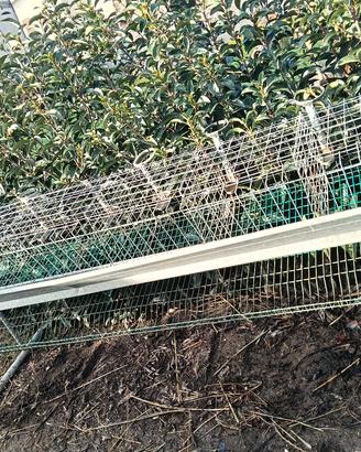 gabbia per galline ovaiole 