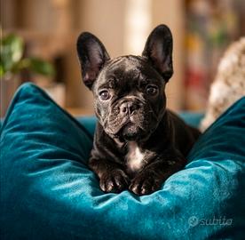 Cucciola bouledogue francese