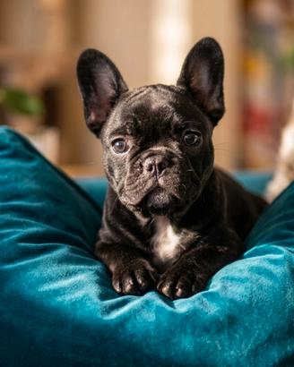 Cucciola bouledogue francese