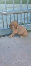 Cocker