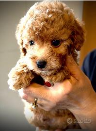 Barboncina albicocca