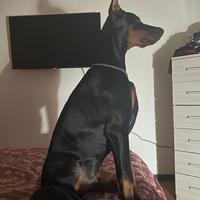 Dobermann per monta