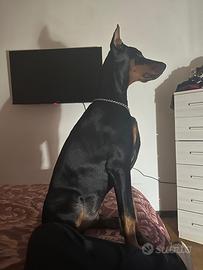 Dobermann per monta