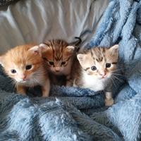 Gattini di tre mesi