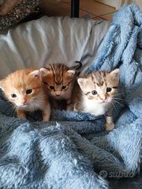 Gattini di tre mesi