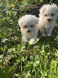 Cuccioli maltese maschio e femmina