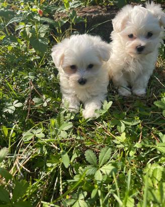Cuccioli maltese maschio e femmina