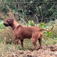 Rhodesian Ridgeback