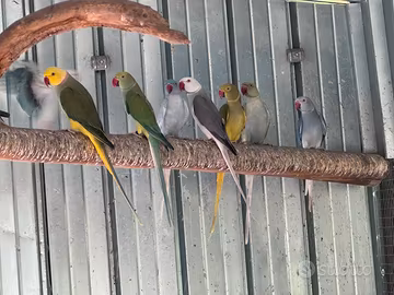 Parrocchetti dal collare Cleartail Clertail