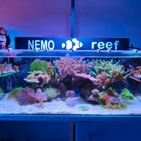 shallow reef acquario marino