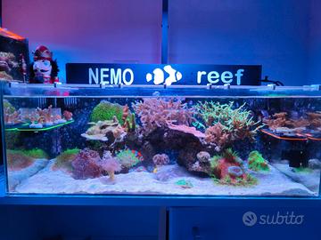shallow reef acquario marino