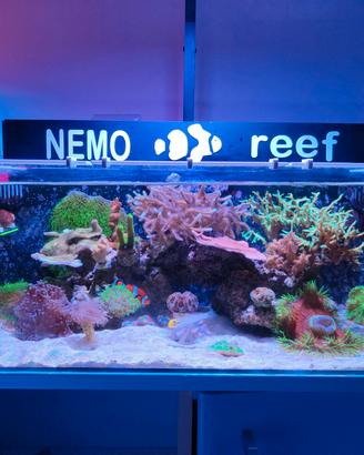 shallow reef acquario marino