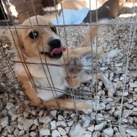 Cucciolo taglia medio piccola in adozione