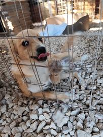 Cucciolo taglia medio piccola in adozione
