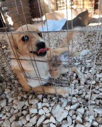 Cucciolo taglia medio piccola in adozione