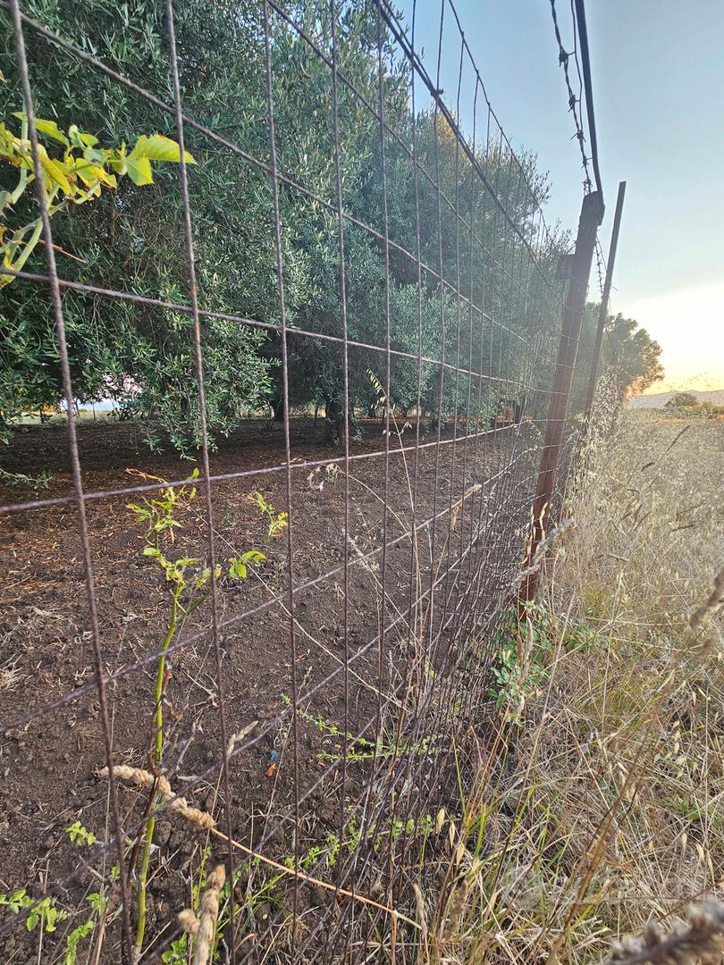 Terreno agricolo 1400 MQ- Matiniti -Campo Calabro - Altro