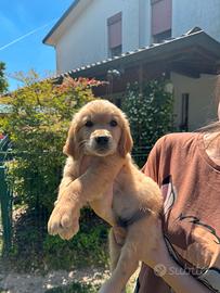 Golden retriever