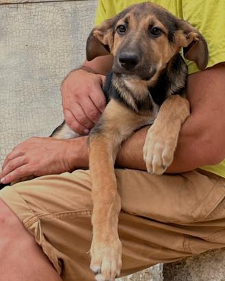 Pesciolino 3 mesi