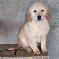 Golden retriever con pedigree