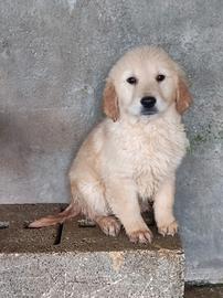 Golden retriever con pedigree