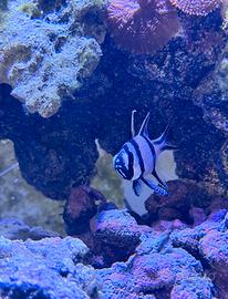 Pesce Kauderni
