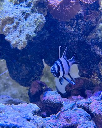 Pesce Kauderni