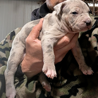 Apbt american pitbull