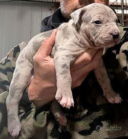Apbt american pitbull